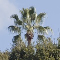317-4577 CGM Park - Palm Above the Trees